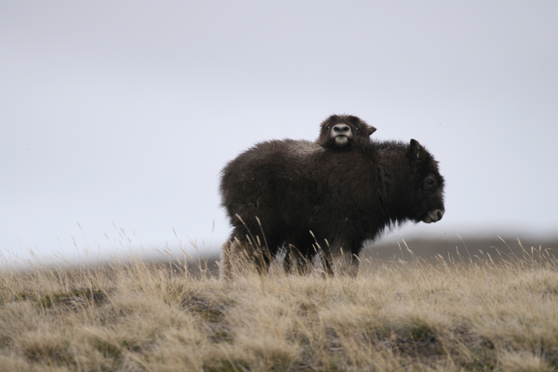 two baby muskoxen