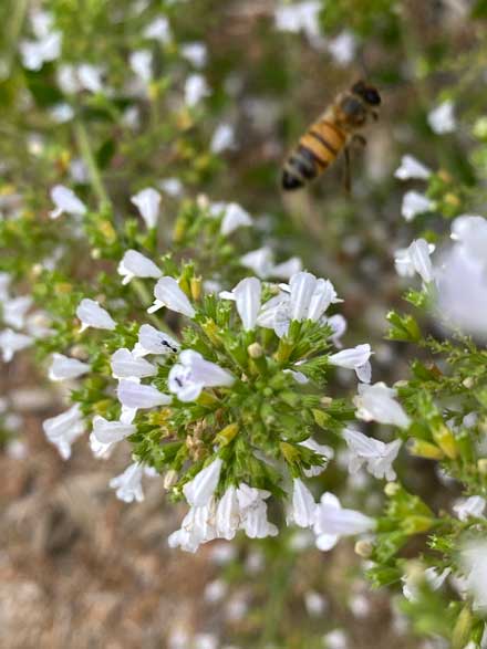 Bee and flower