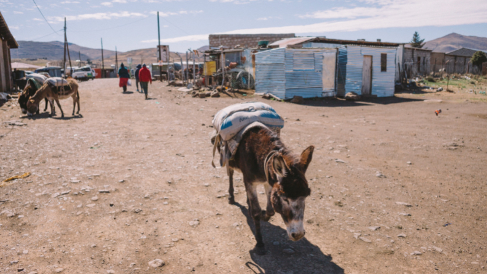 A donkey in the high-altitude mountain village of Semonkong in Lesotho, nestled in the Drakensberg and Maloti Mountains. (Matthew Dea)