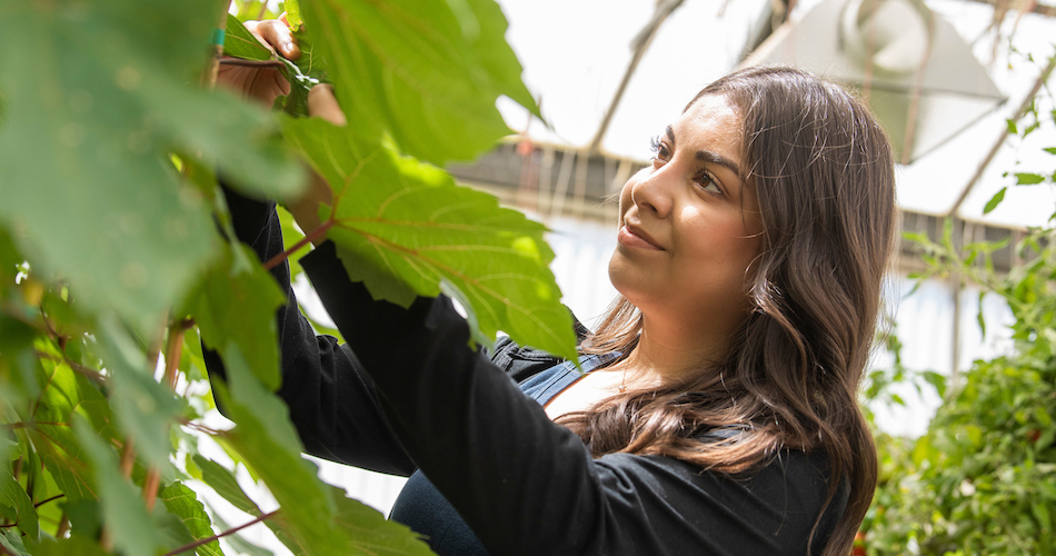 2. Maria Sandate-Reyes, a third year plant sciences major, poses for a photo at the Veg Crops greenhouses on May 21, 2018. Sandate-Reyes is an intern, working with Garry Pearson, the lead greenhouse manager for CA&ES. She wants to be a Pest Control Advisor. Karin Higgins/UC Davis