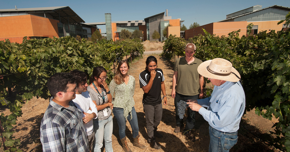 Dr. Andy Walker (right) talks with students in the vineyard outside the RMI (Richard Mondavi Institute for Food and Wine on Friday September 12, 2013 at UC Davis. The students are (l to r) Jacob Uretsky, a viticulture and enology student; Joaquin Fraga, a viticulture and enology student; Xiaoquig Xie, an internatioal student in a viticulture and enology student; Cassandra Bullock, horticulture and agronomy; Bryan Ramirez, a viticulture and enology student; and and Philippe Venghiattis, viticulture and enology.