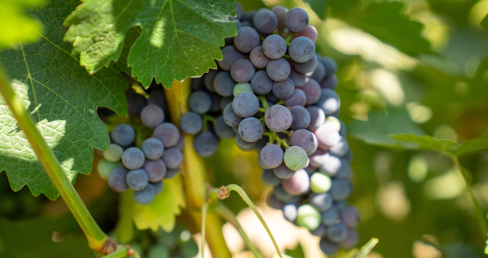 Grapes on Roduner Ranch, south of Merced