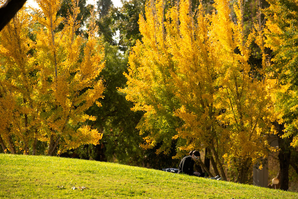 A student works on the grass surrounded by yellow leaved trees.