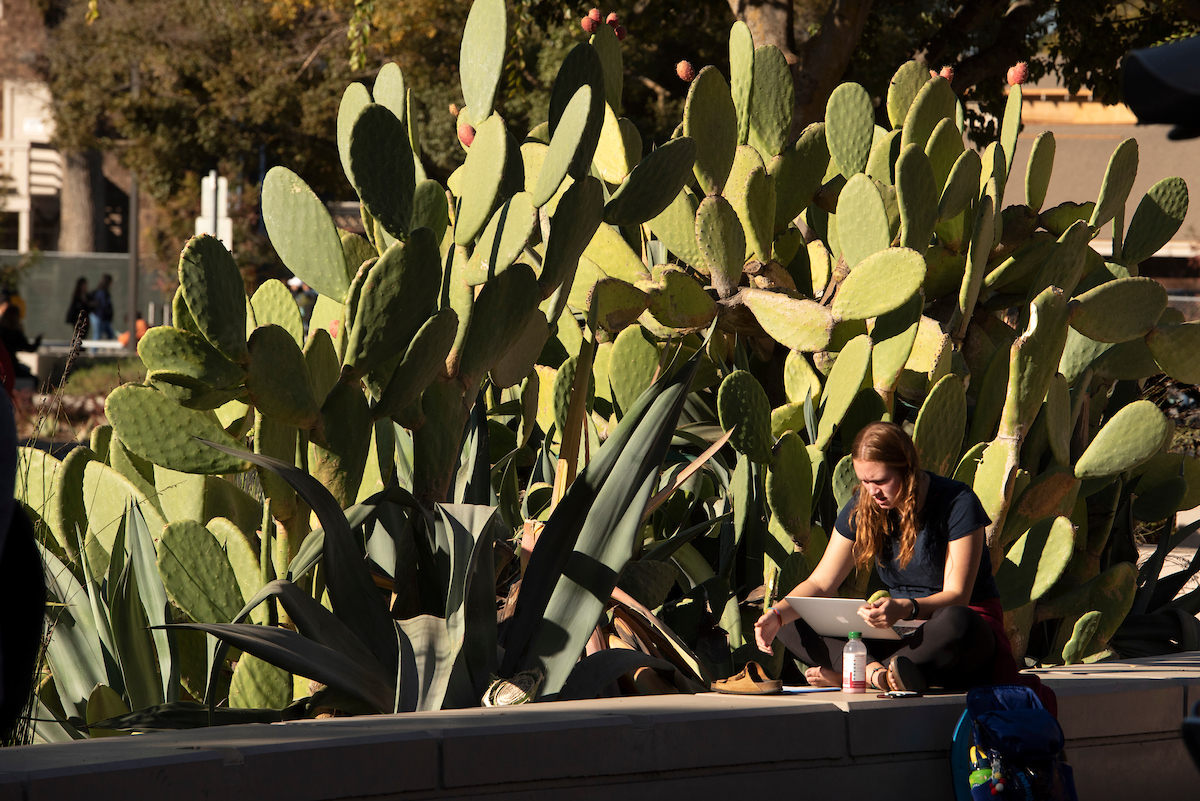 A student sits on a ledge with her laptop in front of a large cactus.