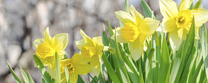 Daffodils in bloom