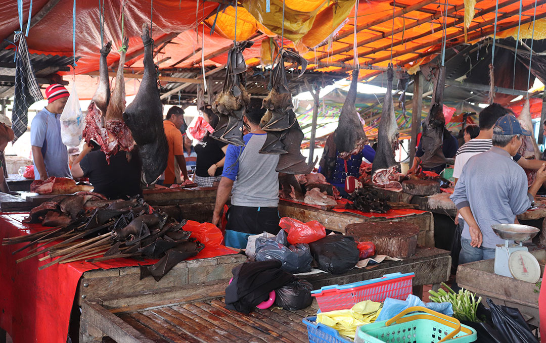 Bats-in-Indonesian-market-web Bats in an Indonesian market