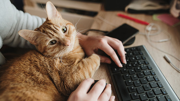 Cat-Keyboard-700x395 Cat on keyboard