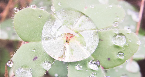 Clover-web