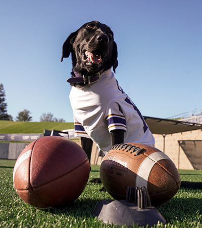 Cori-inset Black lab Cori with two footballs on a field