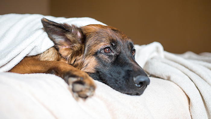 Dogs-web Dog lies on a bed