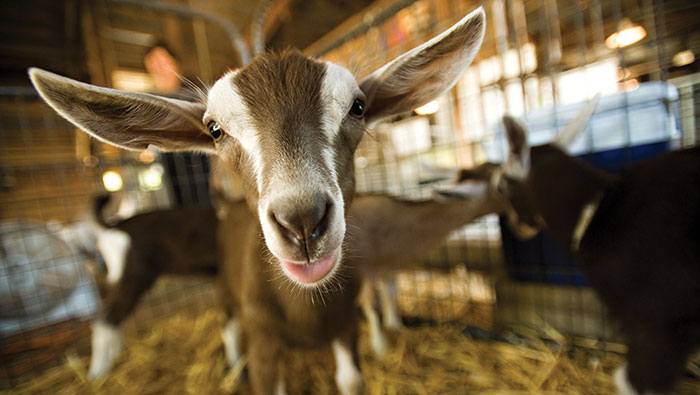 Goats-main Goat face