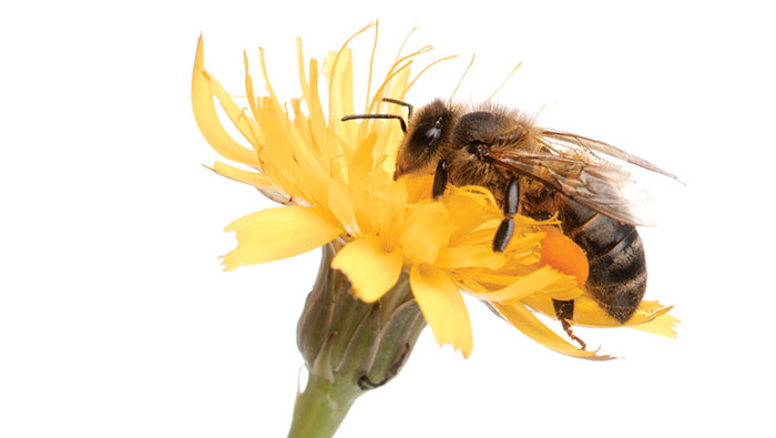 Honey-bee-main Honey bee on a flower