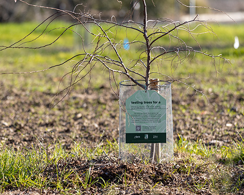 Plant-trees-2