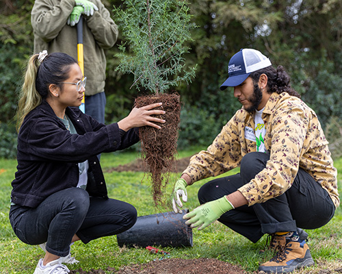 Plant-trees