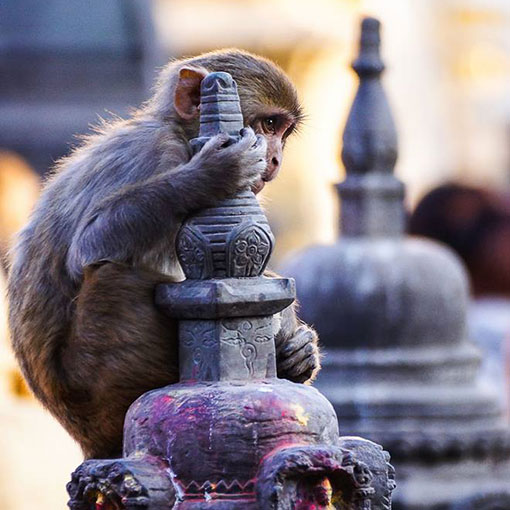 Rhesus-macaque-at-Kathmandu-web Rhesus macaque at Kathmandu, Nepal, temple