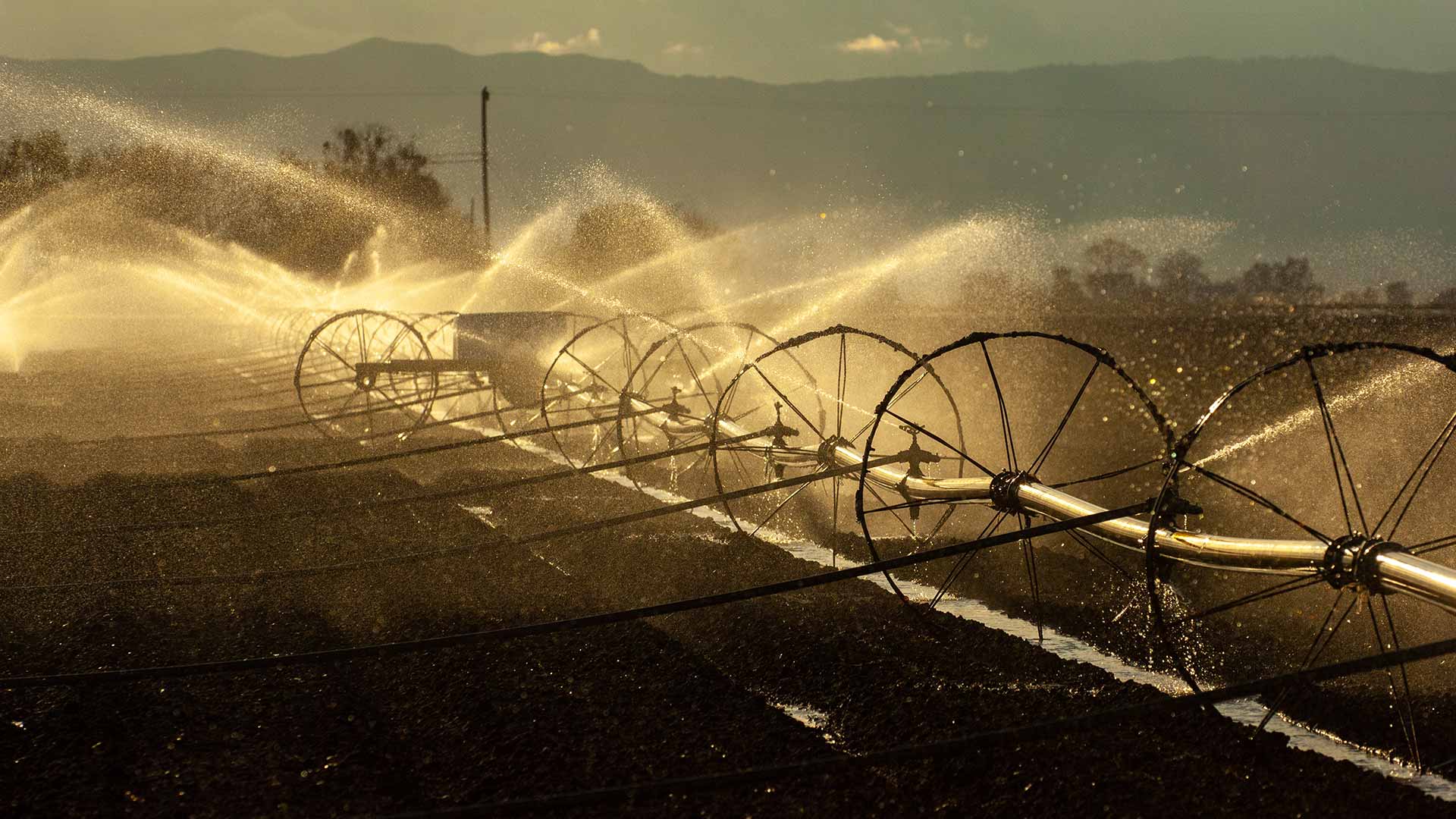SP_ag_irrigation_010_03_26_2008 An agricultural field is irrigated with large sprinklers
