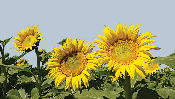 Sunflowers_web Sunflowers in the sun