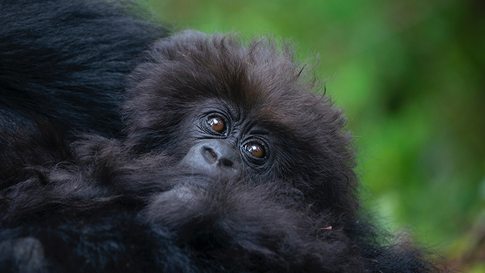 baby-gorilla-700x395 Nshunguye or 'Rescuer' - the infant mountain gorilla named by Deborah Dunham during Kwita Izina 2021. Nshunguye is the infant of adult female Kurudi of the Titus family group of mountain gorillas in Volcanoes National Park, Rwanda. Photo courtesy of Rwanda Development Board © 2021.
