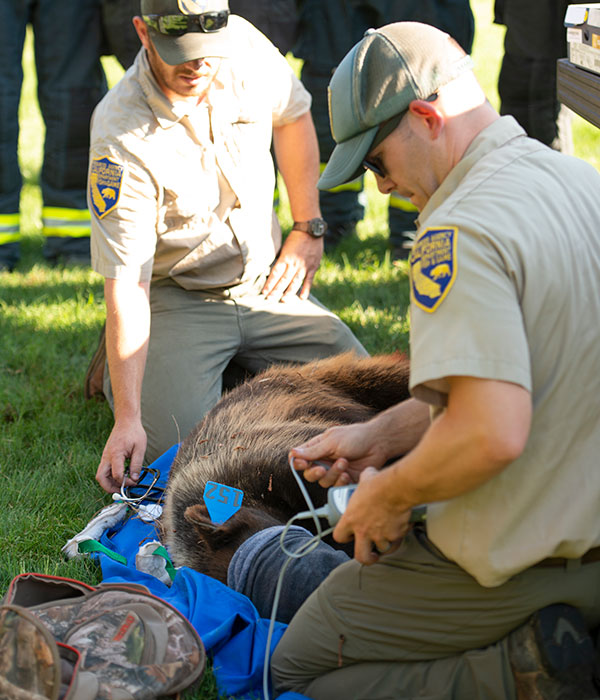 bear-web Josh Bush (foreground) helps capture a bear on the UC Davis campus