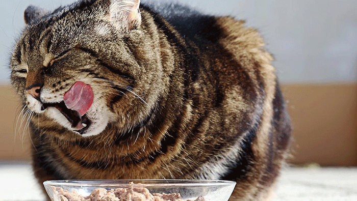 catfood-main-image Cat eating food