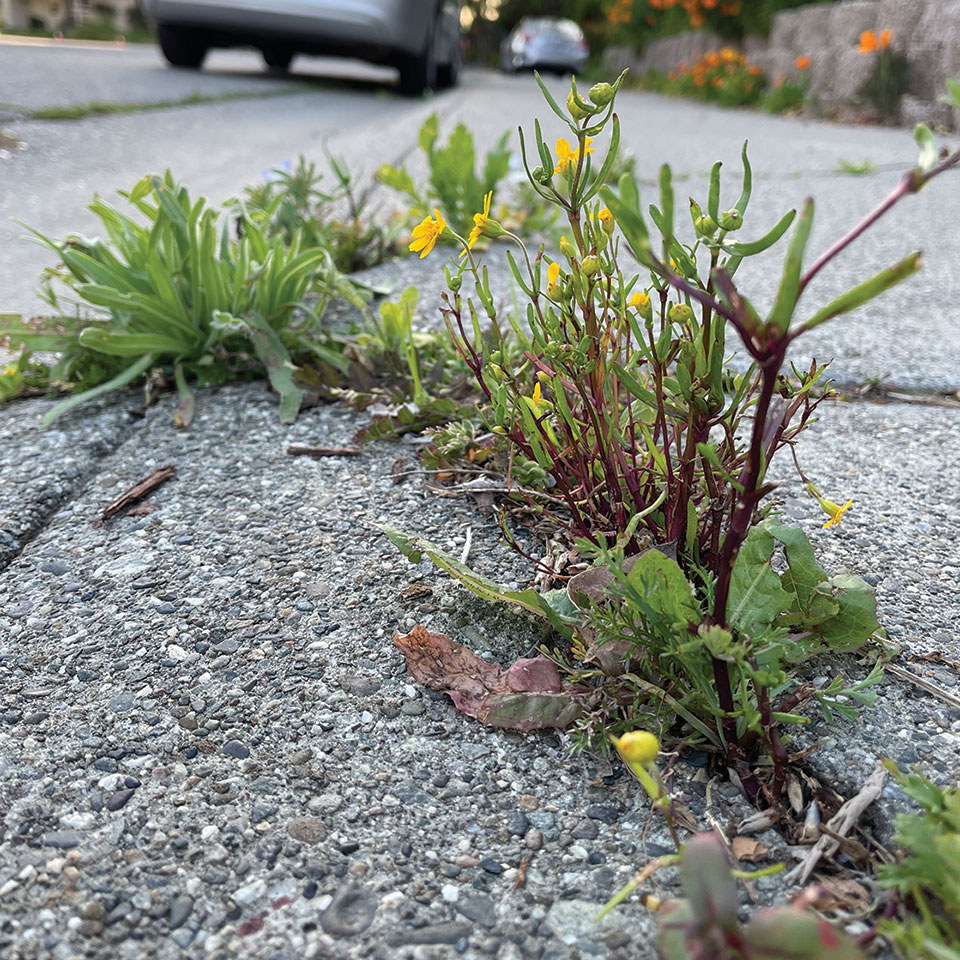 citizen-science-seed-pile1 Wildflowers grow through a sidewalk crack