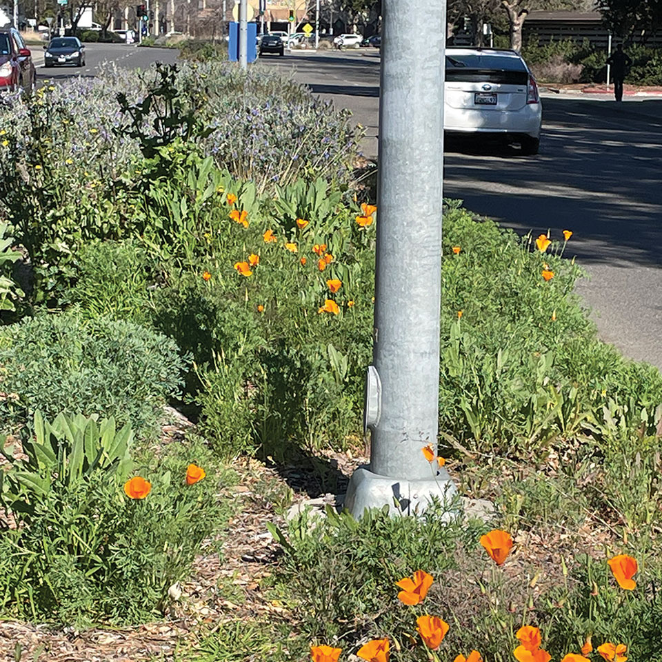 citizen-science-seed-pile2