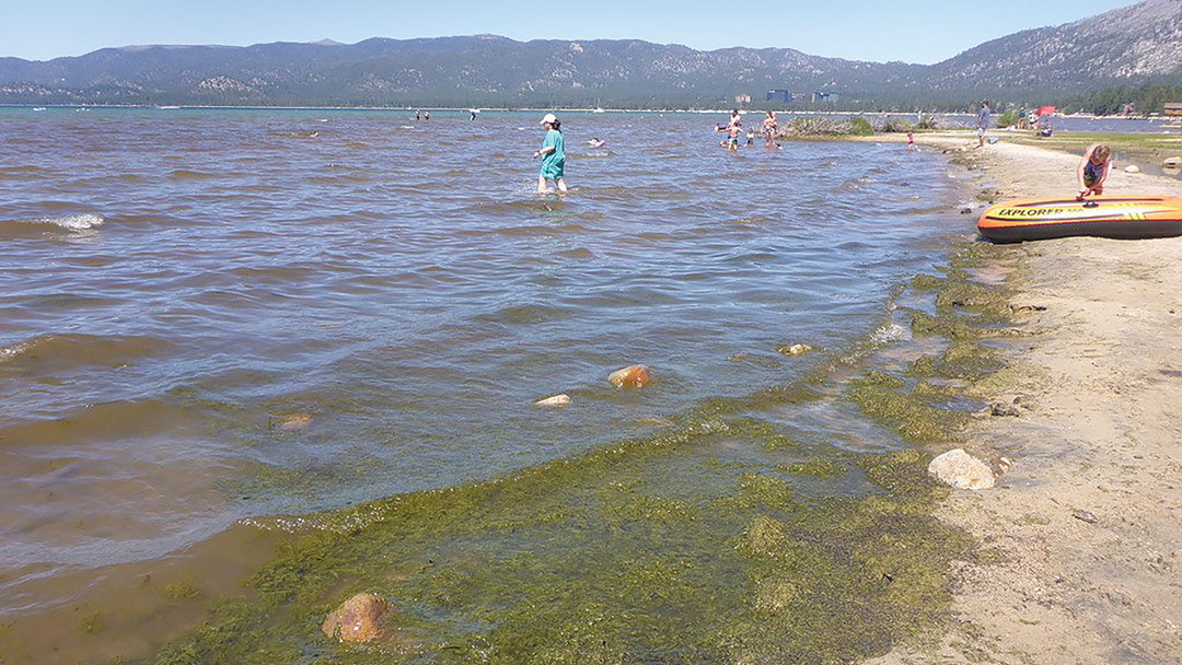 citizen-science-tahoe A sandy beach on Lake Tahoe with thick green algae in the water all along the water line at shore.