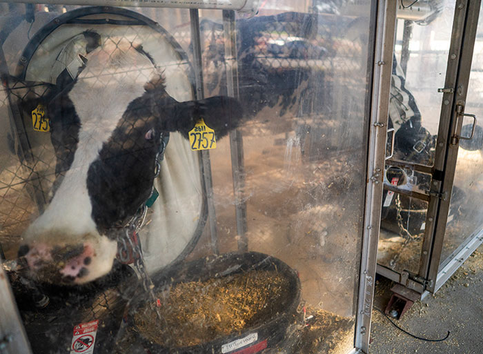 cow-experiment The plastic chambers help measure the amount of gases coming from the cow’s stomach more precisely.