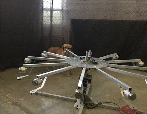 dog-at-work-inset