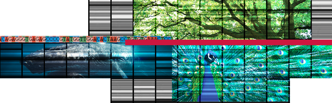 ebp-third decorative graphic with DNA sequences, plants and animals