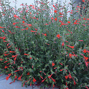 epilobium-canum-web Epilobium canum