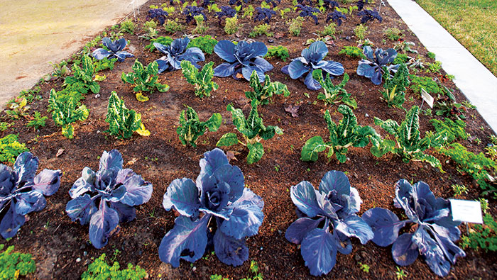 garden garden rows