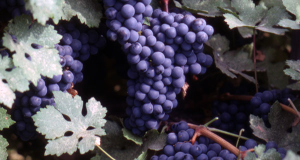 grape-cluster