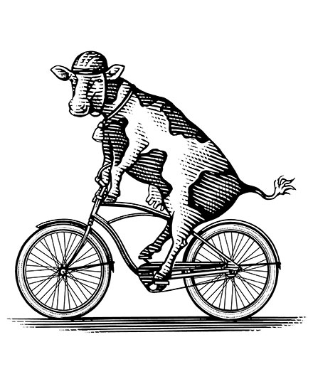 illustration-bike-web-inset Illustration of a cow riding a bicycle