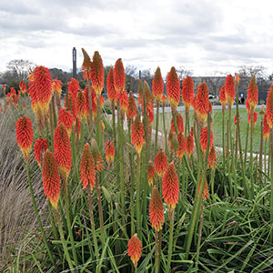 kniphofia-christmas-cheer-web Kniphofia