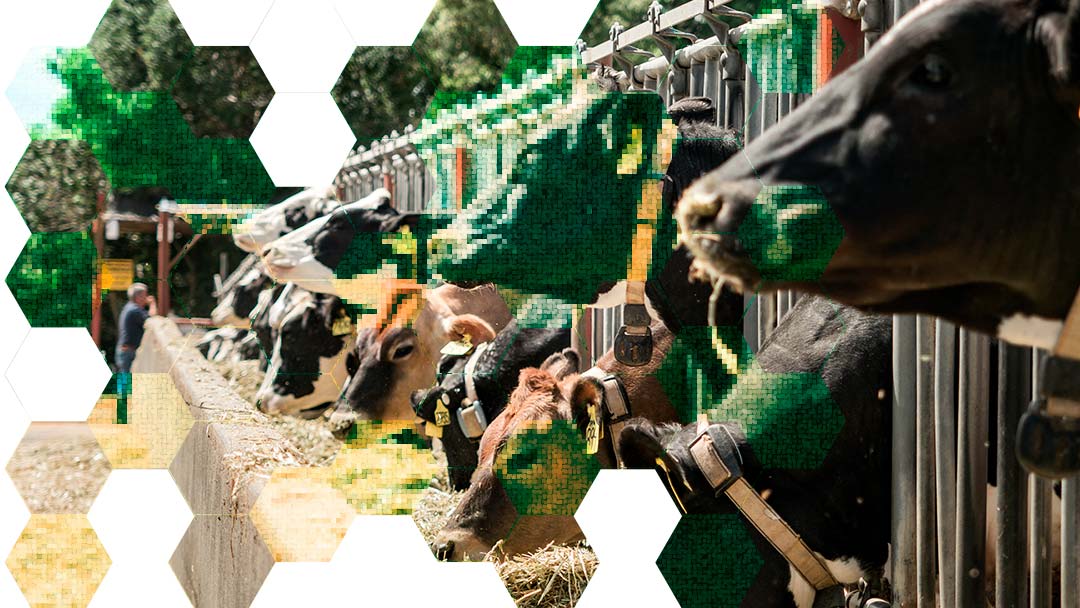 paradigm-shift-cows
