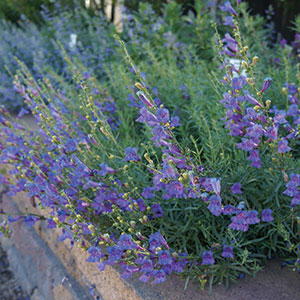 penstemon-margarita-web Penstemon heterophyllus