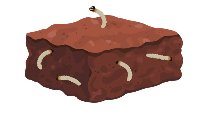 recipe mealworm brownie illustration