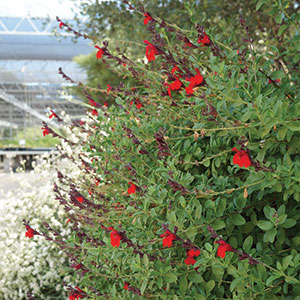 salvia-greggii-web Salvia greggii