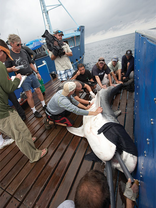 shark-park-uc-davis-revillagigedo-national-park-Beacon-being-Inserted A beacon is inserted under the skin of a tiger shark on a boat deck