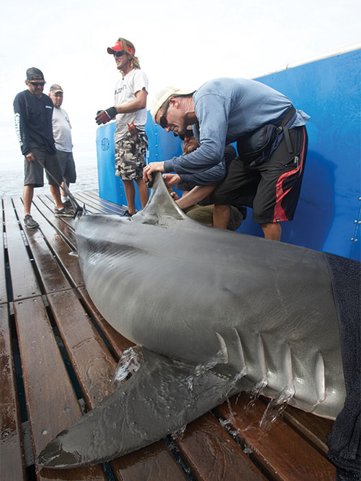 shark-park-uc-davis-revillagigedo-national-park-Satellite-Tag-Being-Attached Men attach a satellite tag to a shark on a boat deck