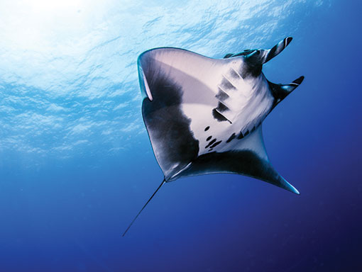 shark-park-uc-davis-revillagigedo-national-park-black-manta-ray Black Manta Ray in Revillagigedo National Park, Mexico