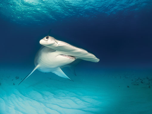 shark-park-uc-davis-revillagigedo-national-park-hammerhead Hammerhead shark in Revillagigedo National Park