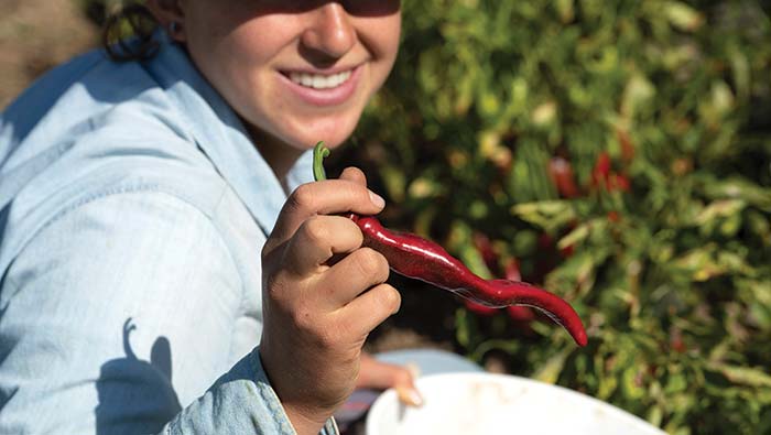 student-farm-picking-peppers A student holds up a pepper she picked