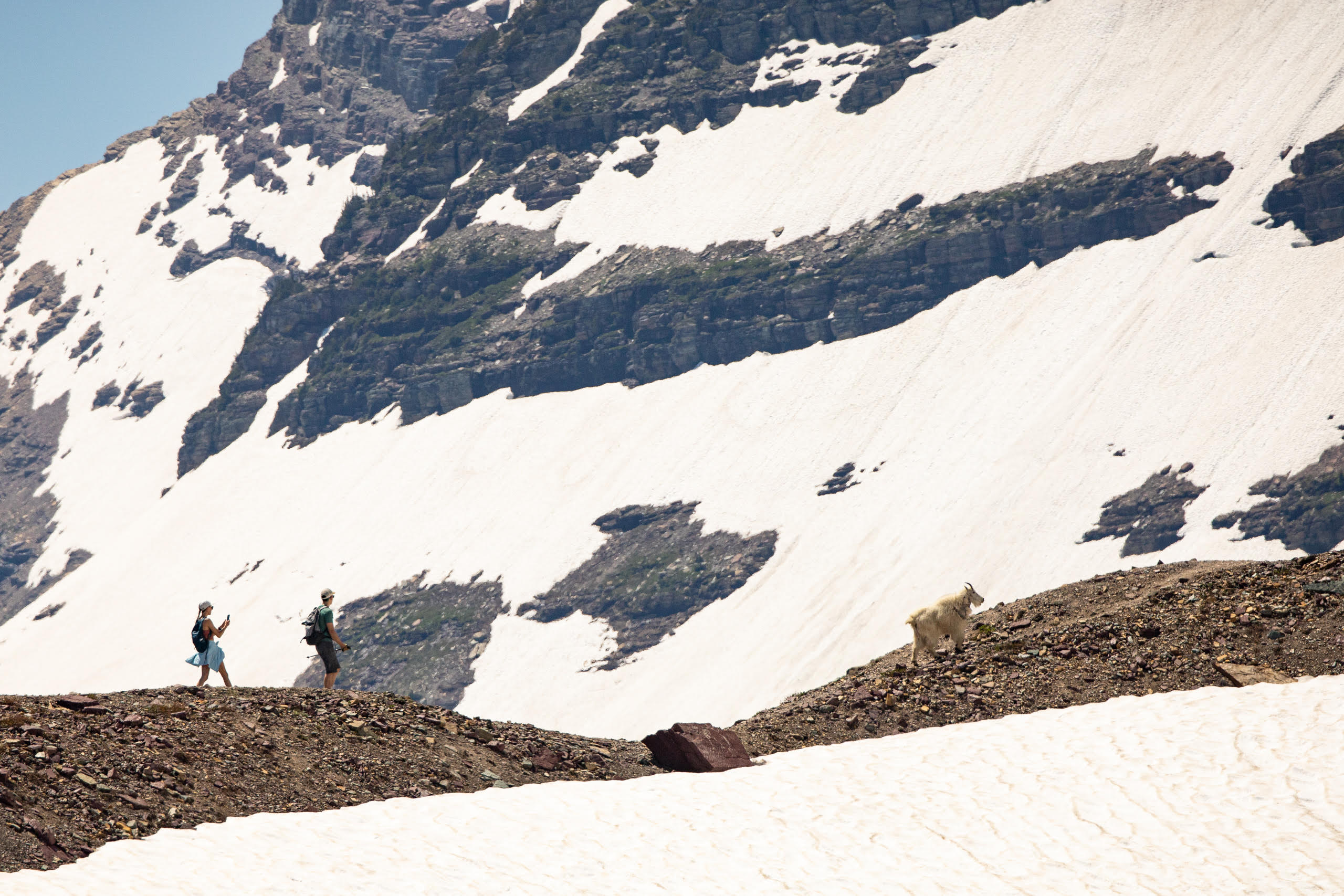 Two hikers walk near a mountain goat next to a large snowy mountain at Glacier National Park