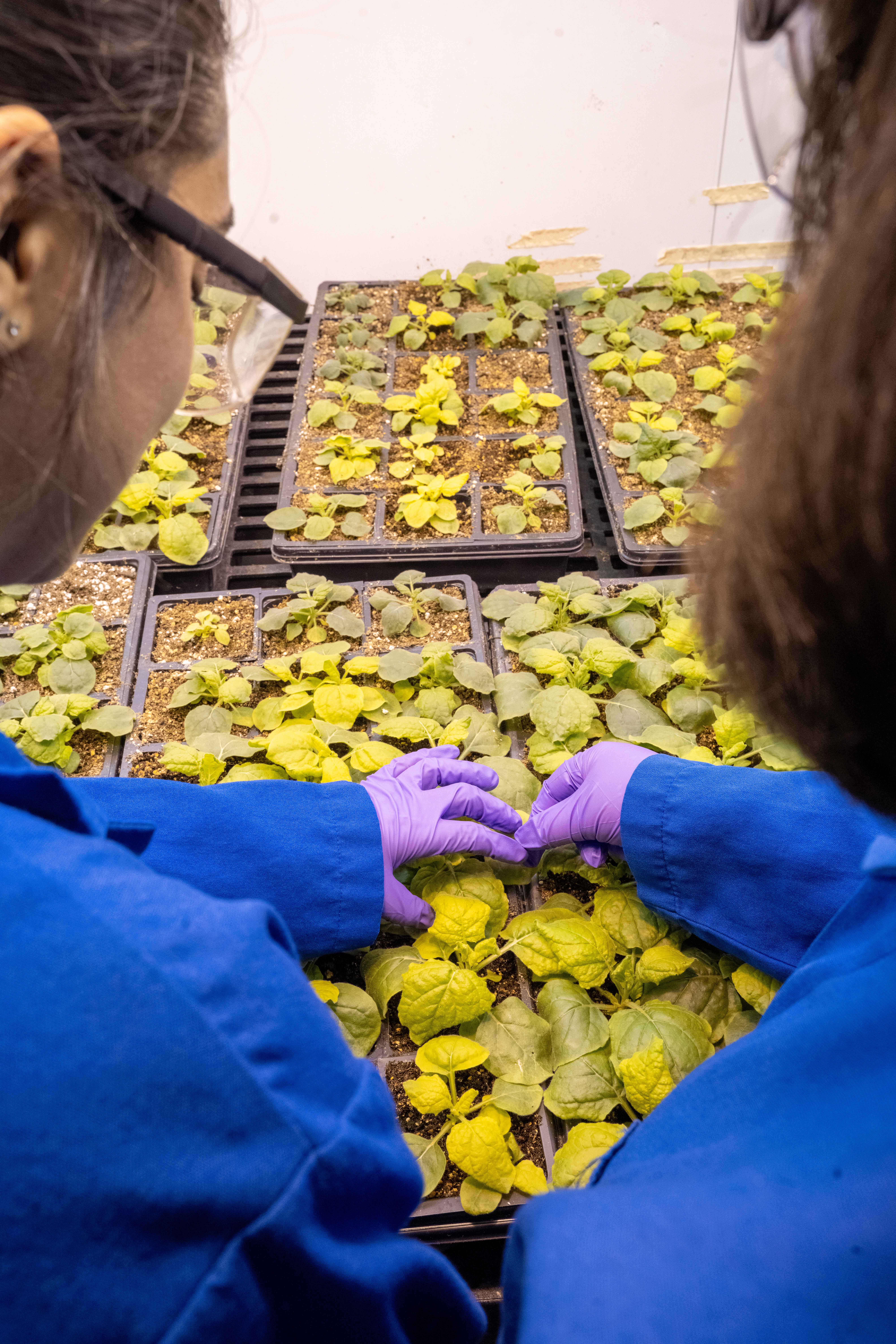 Two researchers in blue coats and purple gloves tending trays of yellow-green seedlings, photograph