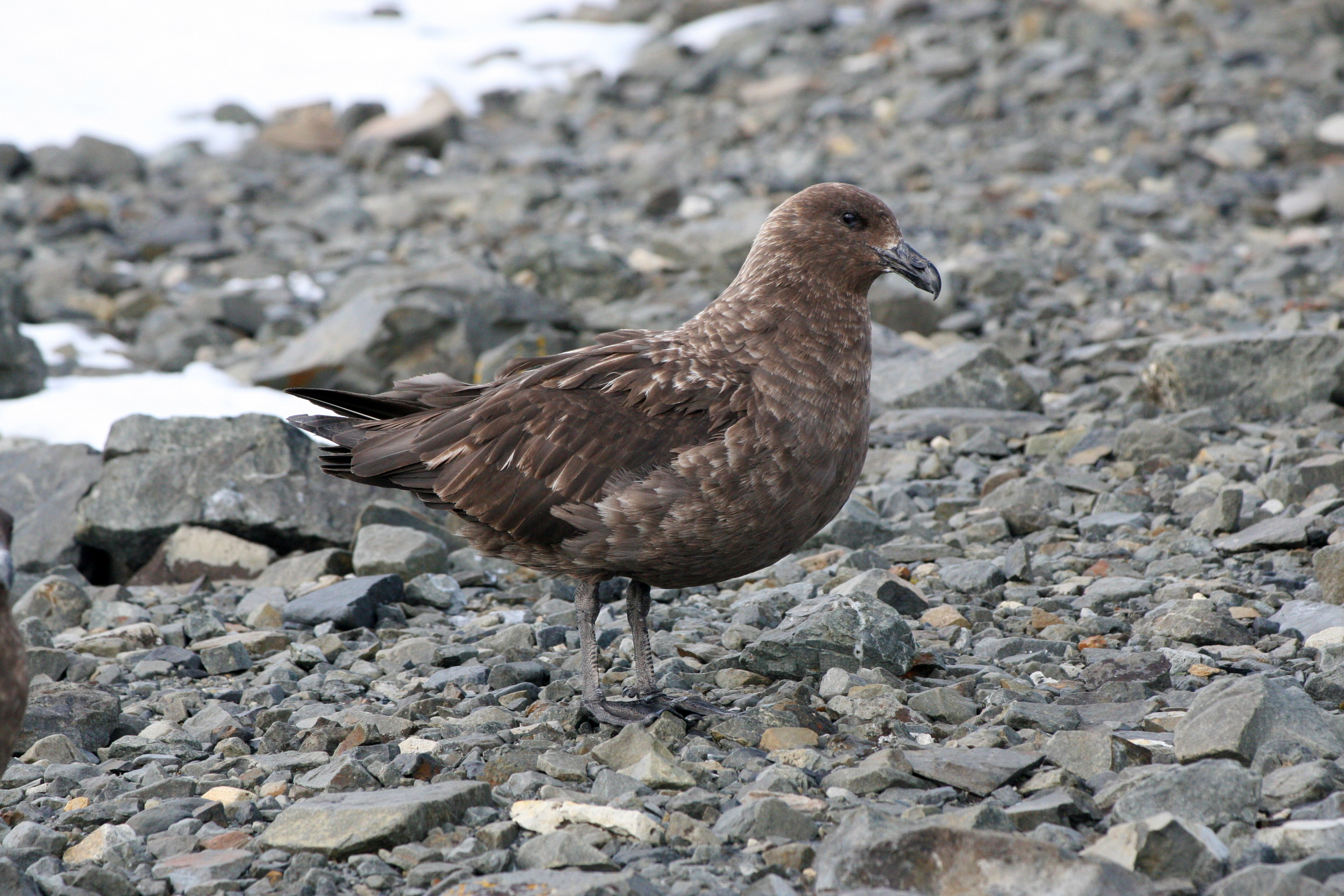H5N1 Causes Die-off of Antarctic Skuas, a Seabird | UC Davis
