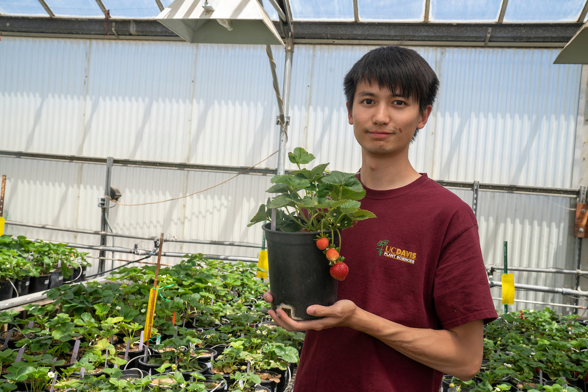 A study holds a strawberry plant at UC Davis.