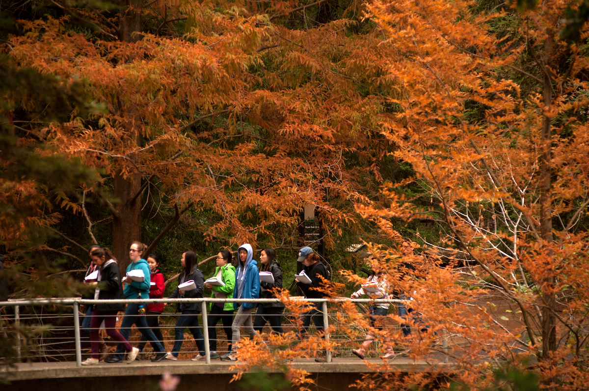 Fall colors of gold and yellow are in the trees at the UC Davis Arboretum as students in an environmental horticulture class walk by.