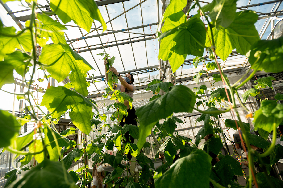 A student stands on a ladder in a greenhouse.